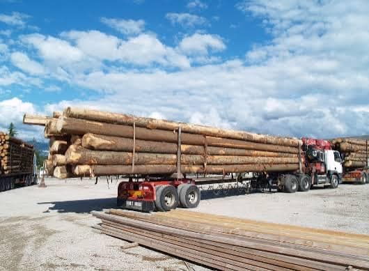 Bois : le Cameroun accélère la fin des exportations de grumes et mise sur la transformation locale